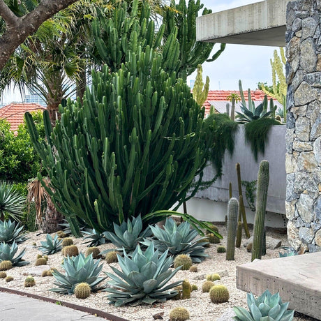 Succulents & Cacti-Nursery Near Me