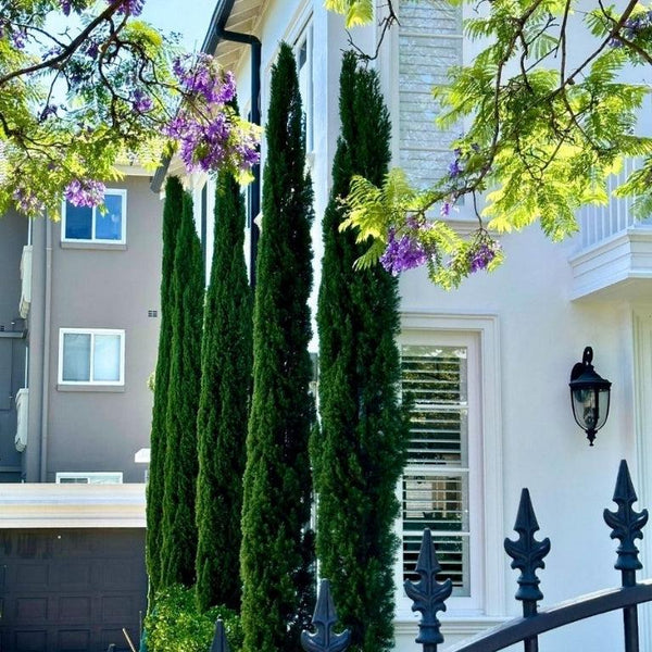 Top Picks for Brisbane and Sydney-Nursery Near Me