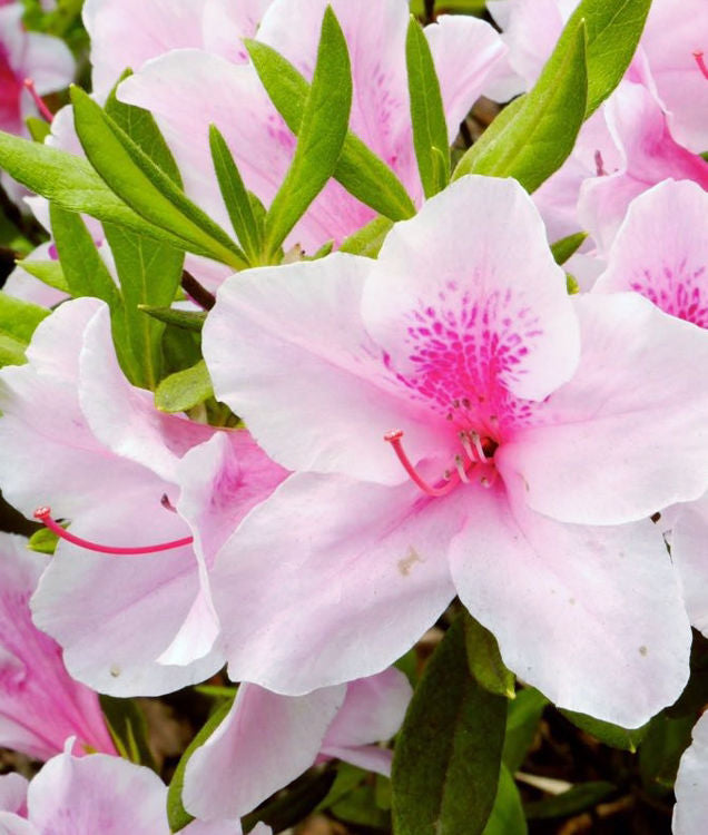 Exquisite Indica Azalea - Azalea indica 'Exquisite'