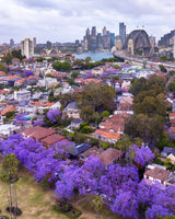 Jacaranda Tree - Jacaranda mimosifolia