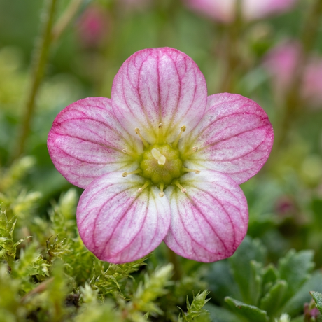 Saxifraga ‘Early Picotee’ features pink and white five-petaled flowers with visible veins, surrounded by green moss and leaves—ideal as an early-flowering perennial for alpine rock garden displays.