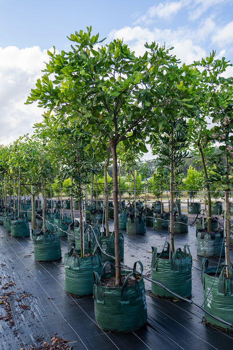 Tuckeroo Tree - Cupaniopsis anacardioides - Brisbane Plant Nursery