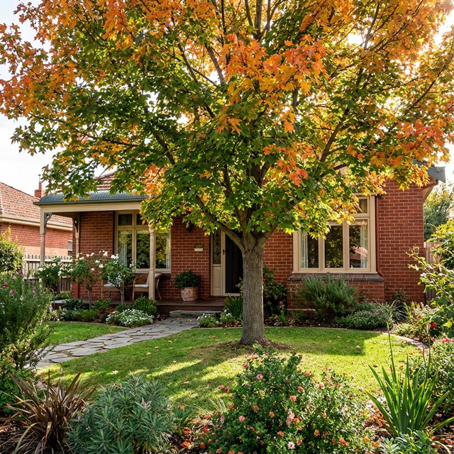 A brick house with a landscaped yard features a Norway Maple (Acer platanoides), its orange leaves adding autumn color and providing shade.