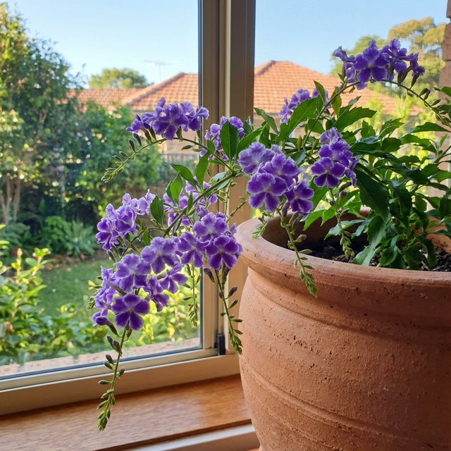 A Geisha Girl Duranta - Duranta repens 'Geisha Girl' with purple-and-white flowers in a terracotta pot sits by a sunny window, overlooking a garden and houses.