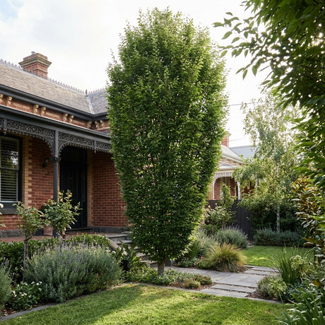 A tall, narrow Musashino Zelkova (Zelkova serrata ‘Musashino’) is an ideal architectural tree for landscaped gardens, perfect for placement in front of brick houses with decorative porches.