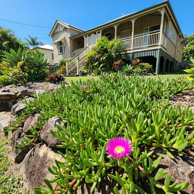 A vibrant Pigface - Carpobrotus spp. flower blooms in a lush garden before a wooden house with a veranda, set beneath a clear blue sky.