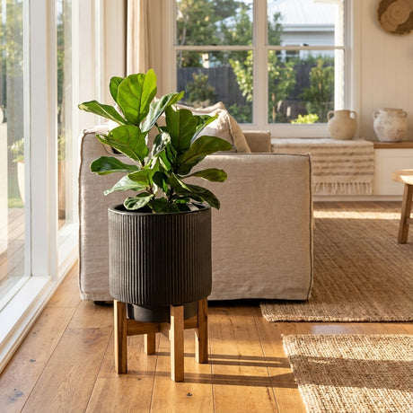 A Black Indoor Ceramic Pot With Stand (various sizes available) sits in a bright, cozy living room with sunlight streaming in.