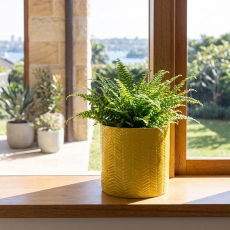 A lush fern in a Yellow Herringbone Indoor Plant Pot (available in various sizes) sits on a sunny windowsill, with a garden view outside.