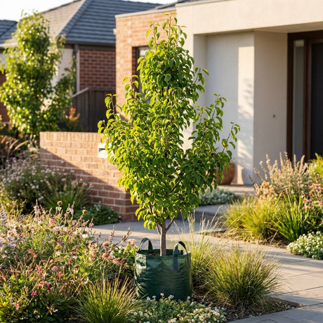 A Southworth Dancer™ Birchleaf Pear (Pyrus betulaefolia ‘Southworth Dancer™’), in a green grow bag, sits on a modern home's front walkway, enhancing the landscape amid lush garden plants.