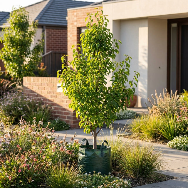 A Southworth Dancer™ Birchleaf Pear (Pyrus betulaefolia ‘Southworth Dancer™’), in a green grow bag, sits on a modern home's front walkway, enhancing the landscape amid lush garden plants.