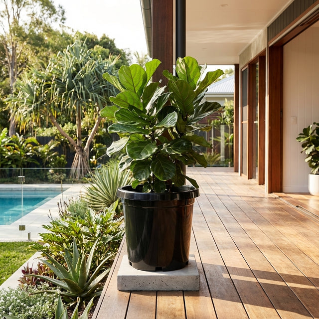 A fiddle leaf fig in a Black Growers Plant Pot (available in various sizes) sits on a wooden patio beside a pool and garden.