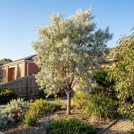 Acacia binervia Sterling Silver, valued for its rapid growth and silvery-grey foliage, enhances a landscaped suburban garden beside a house under a clear blue sky.