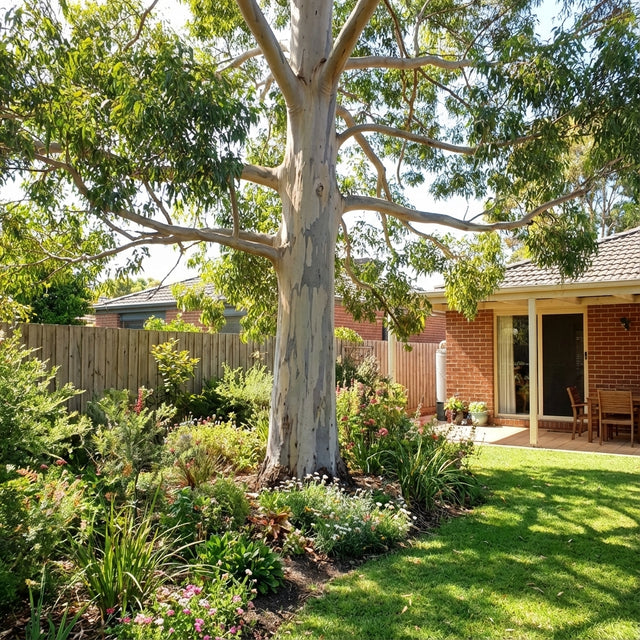A Sydney Blue Gum (Eucalyptus saligna) stands tall beside a lush garden bed in this sunny backyard, set against a brick house and patio—an ideal feature to enhance the charm of an Australian landscape.