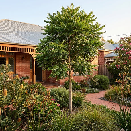 Red-brick house with a tin roof, front garden, Australian Red Cedar (Toona ciliata) as shade tree, flowering shrubs, and a paved path.