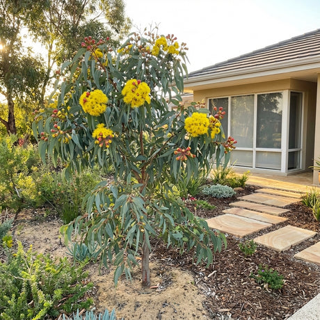 Illyarrie - Eucalyptus erythrocorys, a drought-tolerant tree with yellow flowers, is planted beside a stone path in a landscaped front yard.