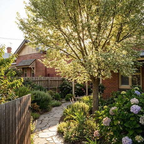 A sunlit garden path leads to a brick house, surrounded by greenery, blooming flowers, and a graceful Variegated Elm (Ulmus minor ‘Argenteo Variegata’) with silver-variegated foliage providing gentle shade.
