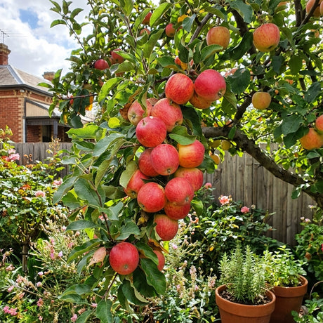 A cluster of ‘Gala’ apples (Malus domestica) hangs from a leafy branch in a sunny home orchard, surrounded by flowers and potted plants.