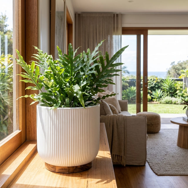 A potted green plant in a Wooden Base Ceramic Pot (245 x 250mm) sits on a wooden table by a window in a bright, modern living room.