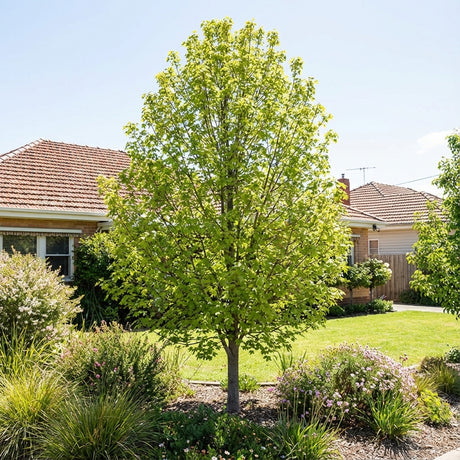 A Field Maple - Acer campestre ‘Evelyn’, a compact shade tree, stands in a garden before a suburban house on a sunny day.