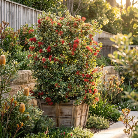 A Metrosideros collina ‘Springfire’ with red flowers brightens a sunny landscaped garden by a wooden fence, bringing vibrant color to coastal gardens.
