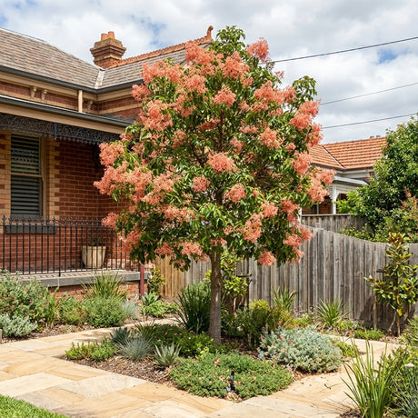 A Brachychiton ‘Bella Donna’ tree, featuring pink bell-shaped flowers, is displayed in a neatly landscaped front yard of a brick house.