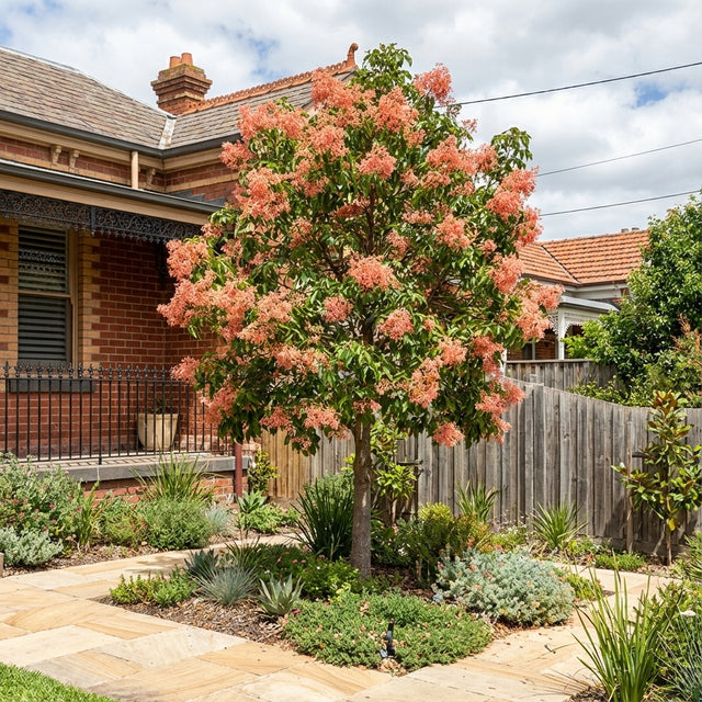 A Brachychiton ‘Bella Donna’ tree, featuring pink bell-shaped flowers, is displayed in a neatly landscaped front yard of a brick house.
