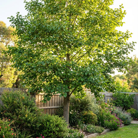 An Italian Alder - Alnus cordata, a fast-growing tree, thrives in a sunny backyard garden among flowers and shrubs by a wooden fence.
