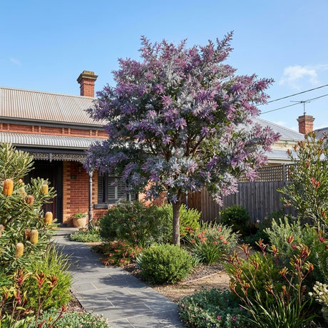 An Acacia baileyana ‘Purpurea’ with purple blooms is planted in a tidy garden before a brick house with a grey roof.