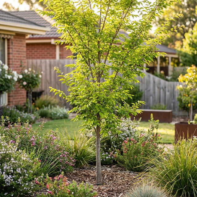 A Burnley Select Chinese Elm (Ulmus parvifolia ‘Burnley Select’) with green leaves grows among shrubs and mulch in a landscaped garden near a house.