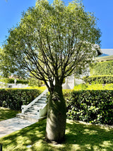 Queensland Bottle Tree - Brachychiton rupestris - Brisbane Plant Nursery