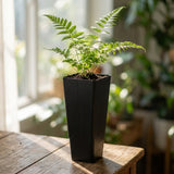 A small fern in a Black Growers Plant Tube (50mm) sits on a wooden table by the window, sunlight streaming in, next to seedling pots ready for new growth.