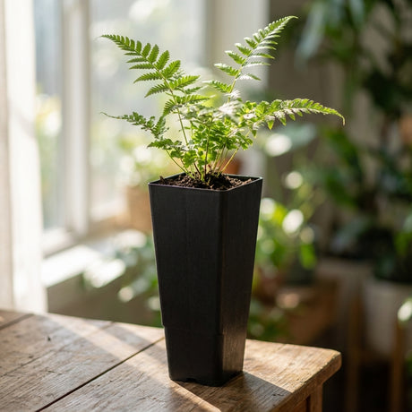A small fern in a Black Growers Plant Tube (50mm) sits on a wooden table by the window, sunlight streaming in, next to seedling pots ready for new growth.