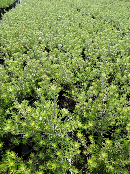 Coastal Rosemary - Westringia fruticosa 'Zena' - Brisbane Plant Nursery