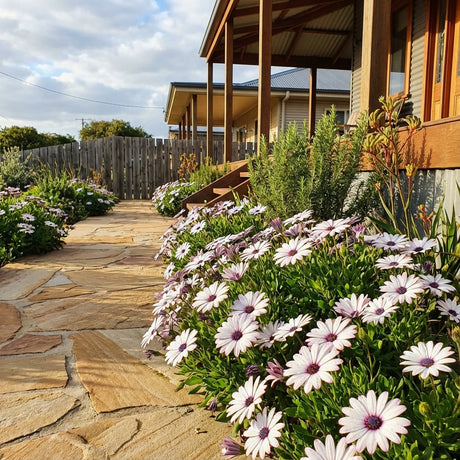 A pathway lined with Cape Daisy ‘Unicorn’ (Osteospermum hybrid) and their colour-shifting blooms brightens the route beside a wooden house under a partly cloudy sky.