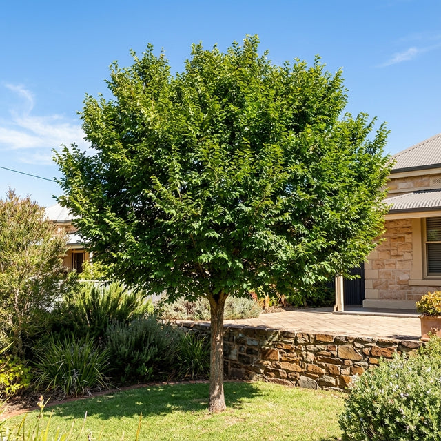 A vibrant Ulmus parvifolia 'Chinese Elm' brings elegant shade to a sunny yard near a stone house and garden bed.