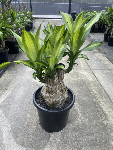 Sculptured Corn Plant - Dracaena fragrans 'Massangeana Sculptured' - Brisbane Plant Nursery