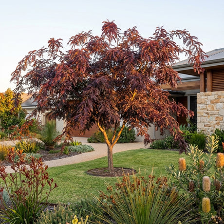 A Honey Locust - Gleditsia ‘Ruby Lace’ with burgundy foliage stands out as a striking feature tree in a tidy front yard, surrounded by neat shrubs and grasses.