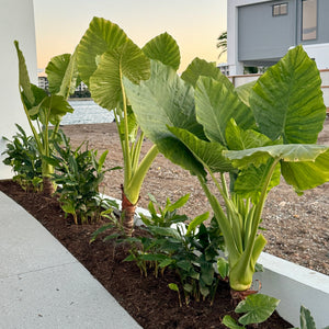 Elephants Ear Plant