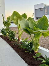 Elephants Ear Plant - Alocasia brisbanensis - Brisbane Plant Nursery