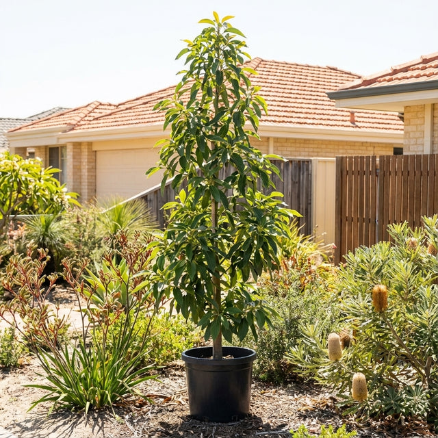 A potted Avocado ‘Reed’ (Persea americana) tree stands in a sunny front yard, promising creamy avocado harvests amid houses and lush garden plants in the background.
