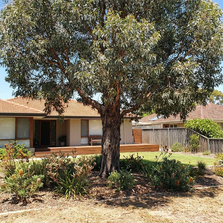 A thriving Flooded Gum - Eucalyptus rudis with a thick trunk stands before a single-story house, surrounded by garden plants and shrubs, flourishing in the area’s wet soils.