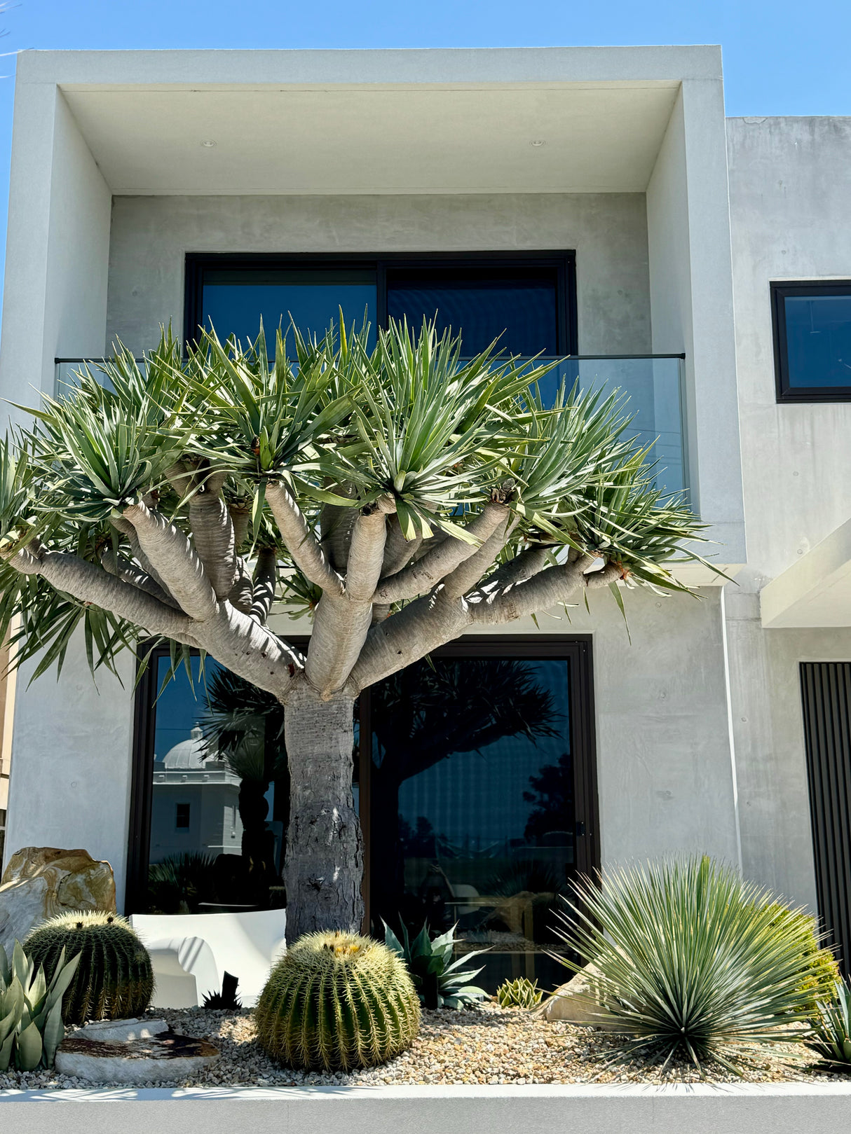 Dragon Tree - Dracaena draco