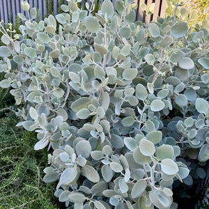 Silver Spoons Kalanchoe