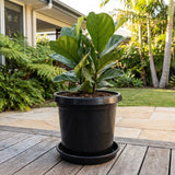 A fiddle leaf fig in a black pot sits on a wooden deck amid greenery, resting neatly on an Australian made Black Growers Plant Saucer (various sizes available).