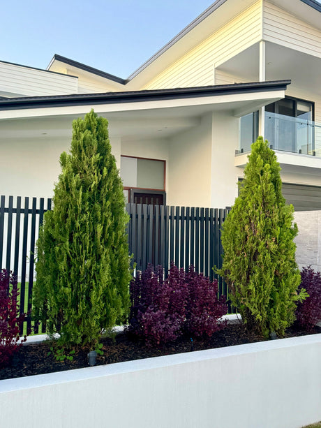 Morganii Oriental Arborvitae - Thuja orientalis 'Morgan' - Brisbane Plant Nursery