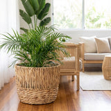 A bright, modern living room with wooden furniture features a potted palm in the Natural Woven Planter (various sizes available), surrounded by other lush plants.