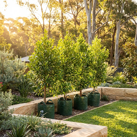 Three Acronychia imperforata Vista potted trees in green bags on a landscaped lawn, ideal as low-maintenance native evergreen screening plants—perfect for your own Acronychia imperforata Vista.