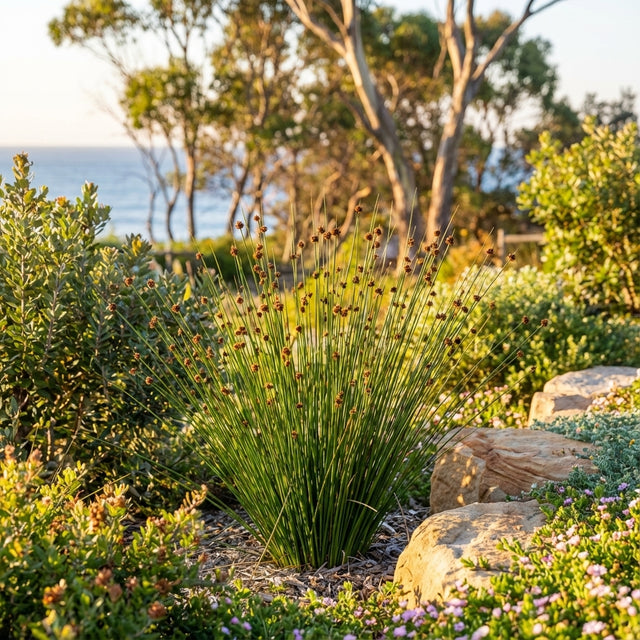A lush coastal garden featuring low-maintenance Club Rush (Ficinia nodosa), native shrubs, and large rocks, overlooking the ocean at sunset.