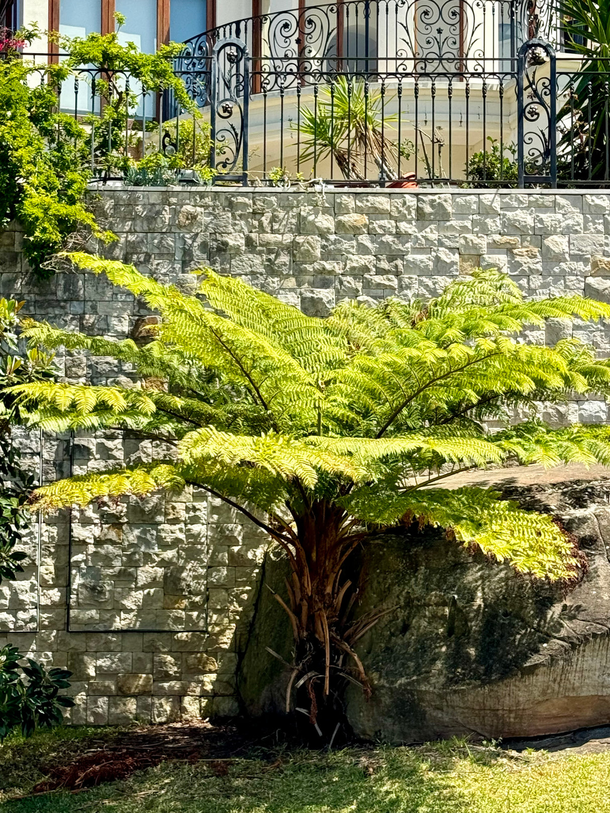 Rough Tree Fern - Cyathea australis