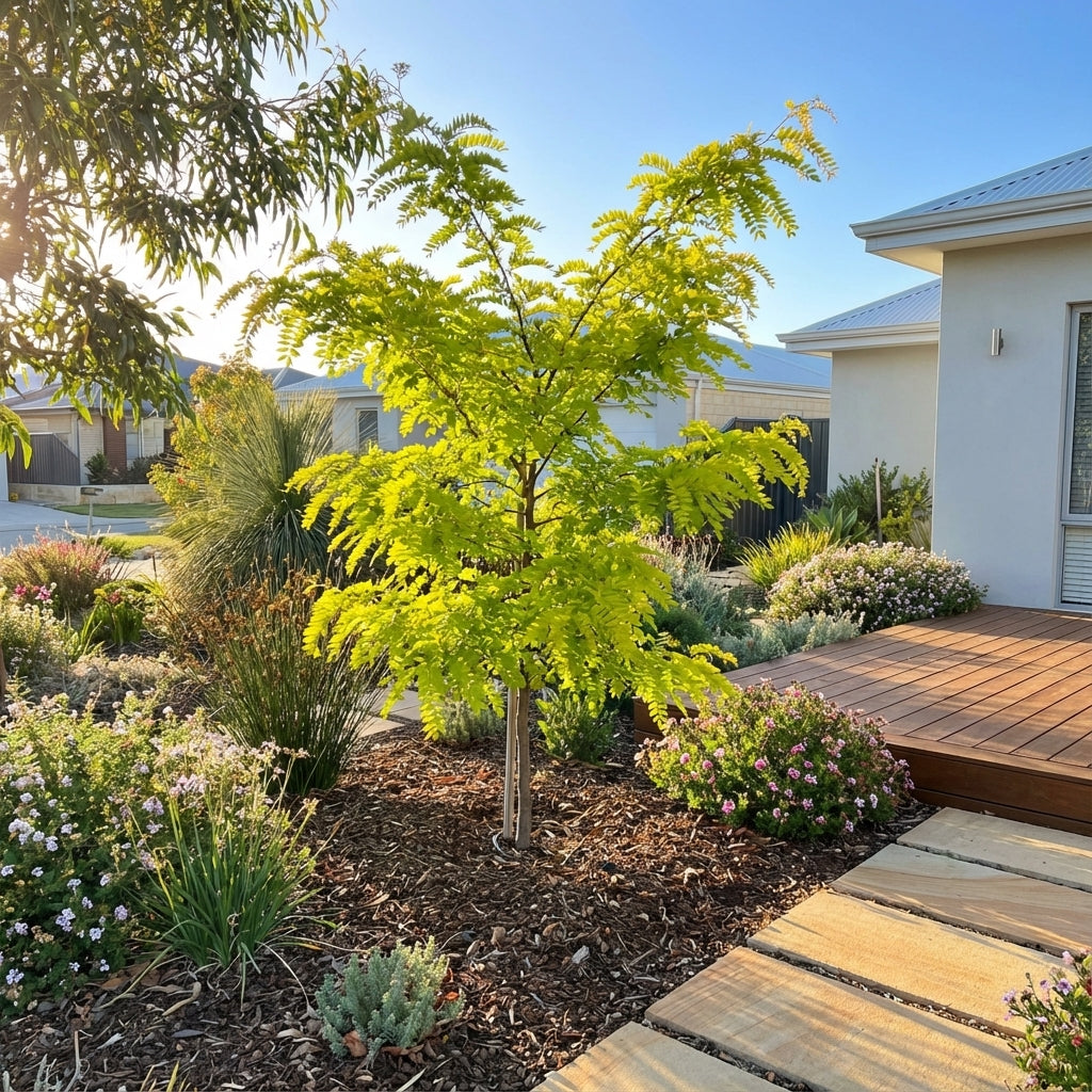 The Golden Honey Locust - Gleditsia ‘Lime Gold’ features bright green leaves and shines as a striking deciduous feature tree in a landscaped front yard with flowers and mulch, beside a modern house.